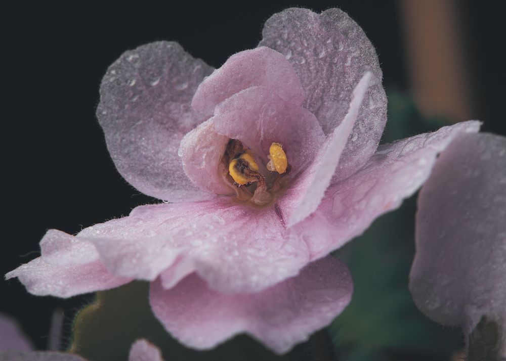 Фотография автора Николай Гришин