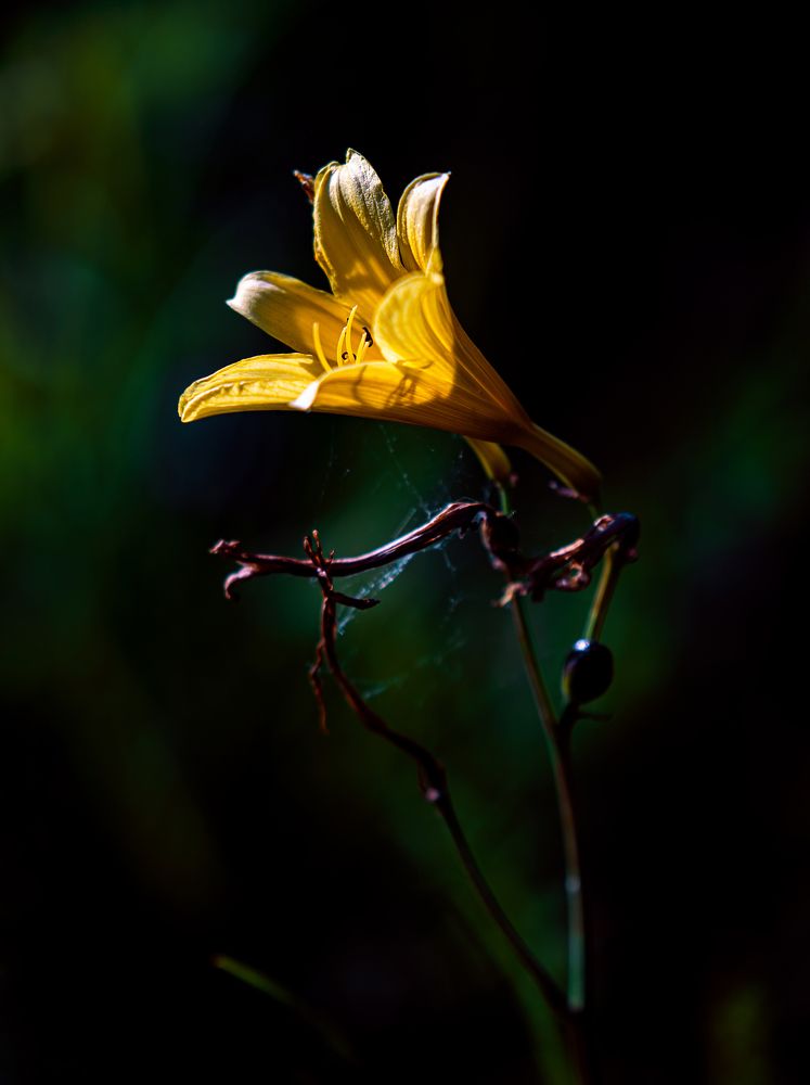 Photograph by Batjargal Lkhagvasuren