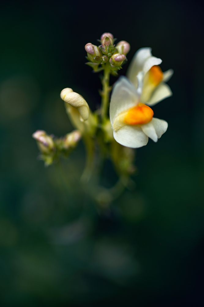 Photograph by Batjargal Lkhagvasuren