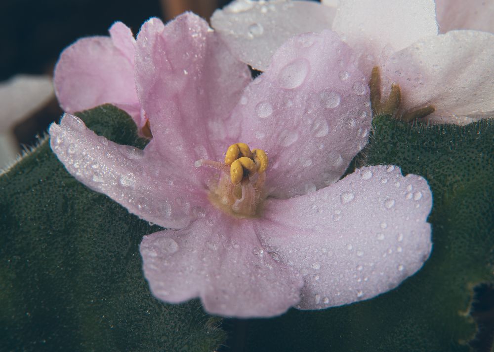 Фотография автора Николай Гришин