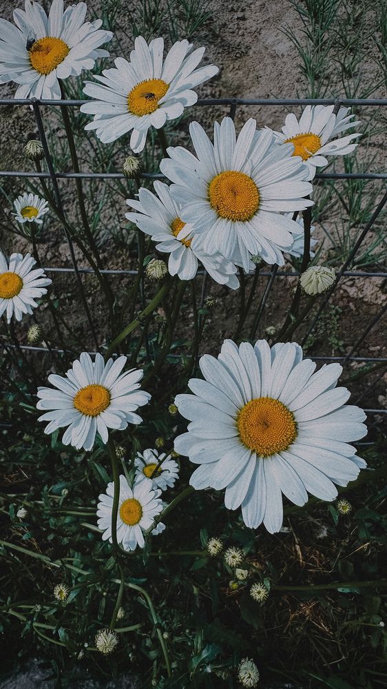 Фотография автора Юлия Косинова