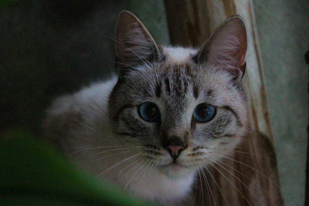 Марс на прогулке