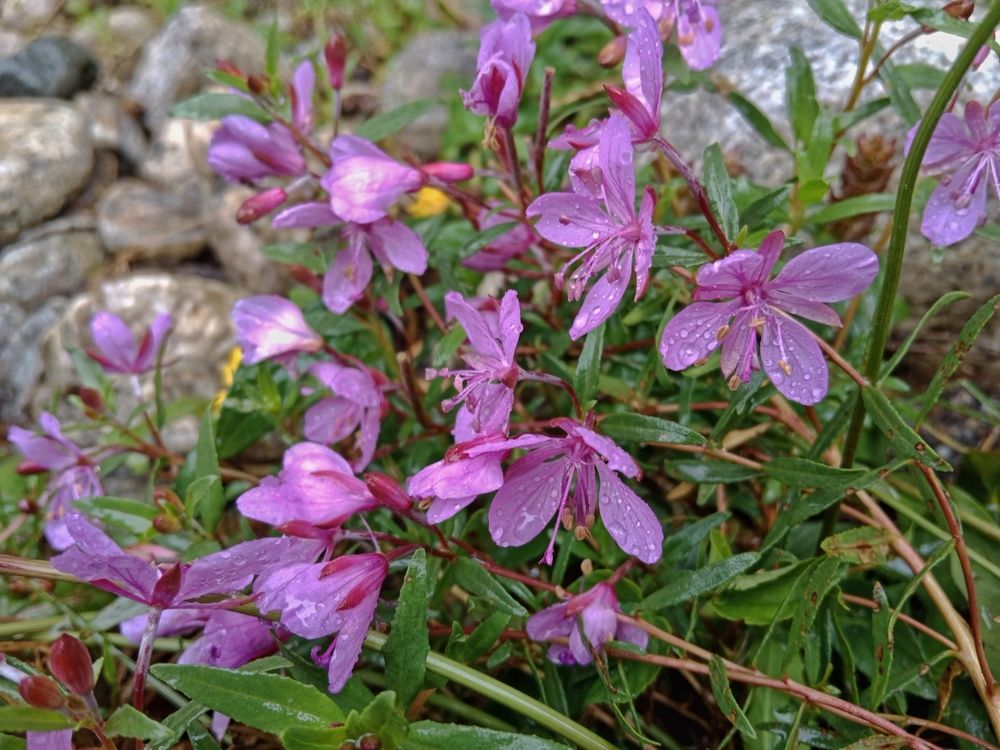 Гаура Линдхеймера