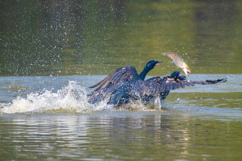 Photograph by Shubhrangshu Chatterjee