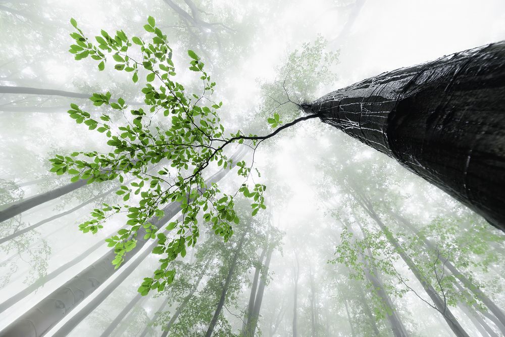 Photograph by Pavlasek Tom