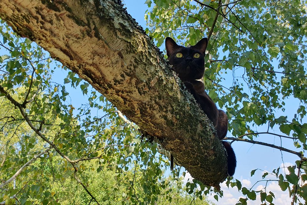 Летний день.