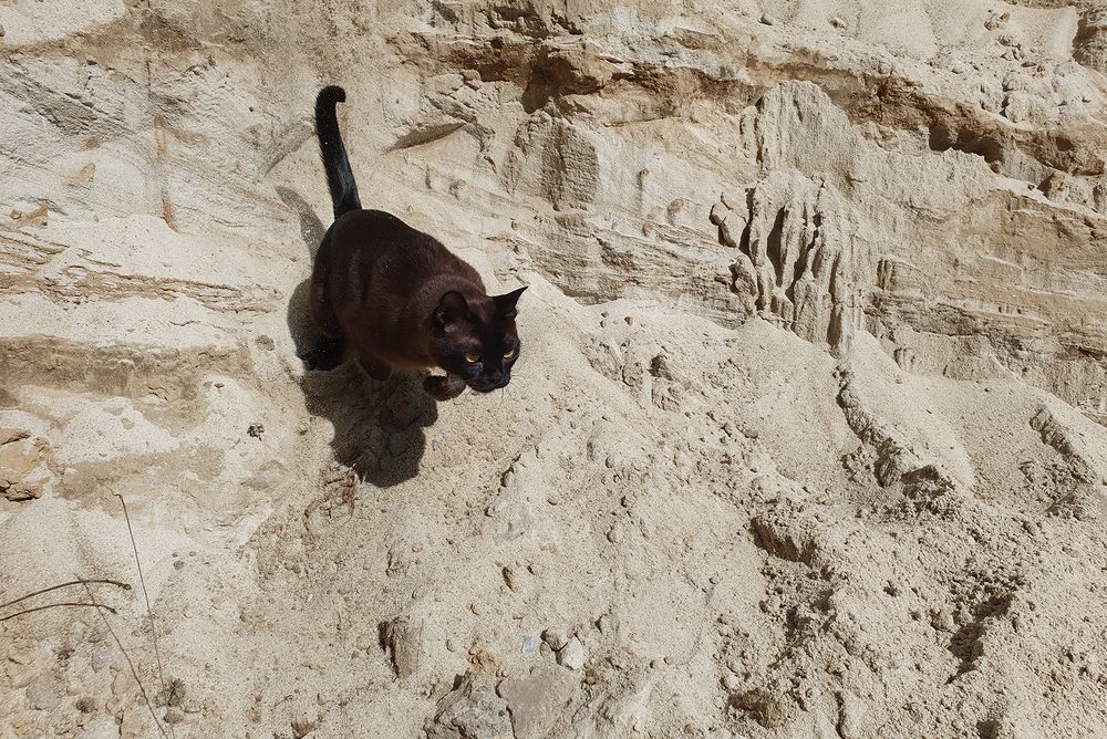 Фотография автора Надежда Лисицына