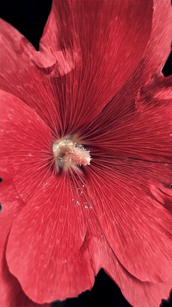 Фотография автора Васильева Ирина