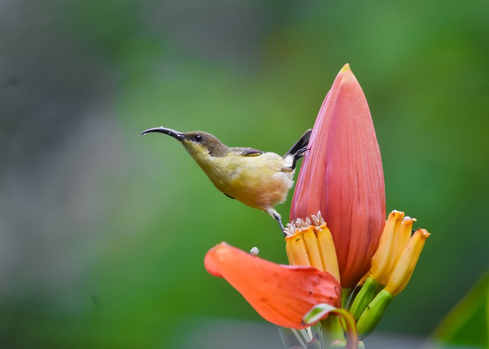 Photograph by Sathishkumar S