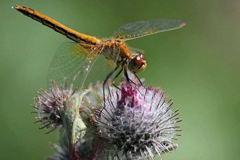 Photograph by Галина Мазур