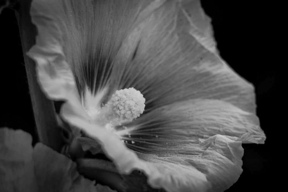 Photograph by Елена