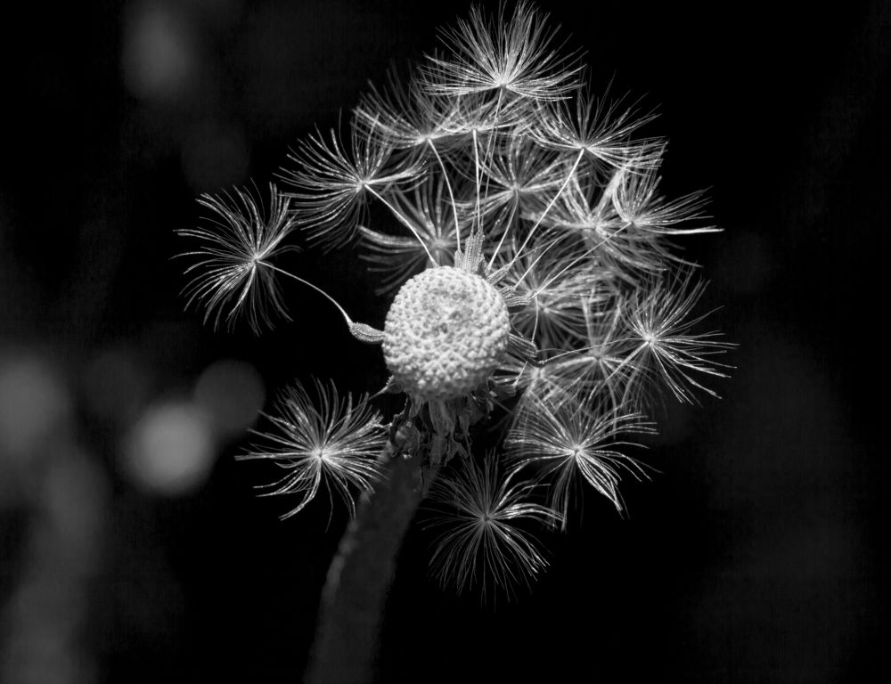 Photograph by Елена