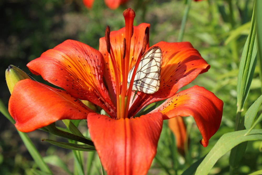 Photograph by Галина Мазур