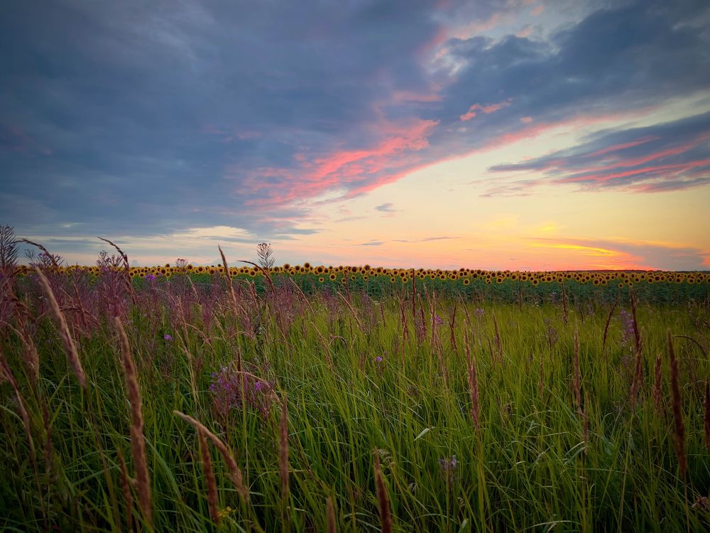 Подсолнуховое поле на закате