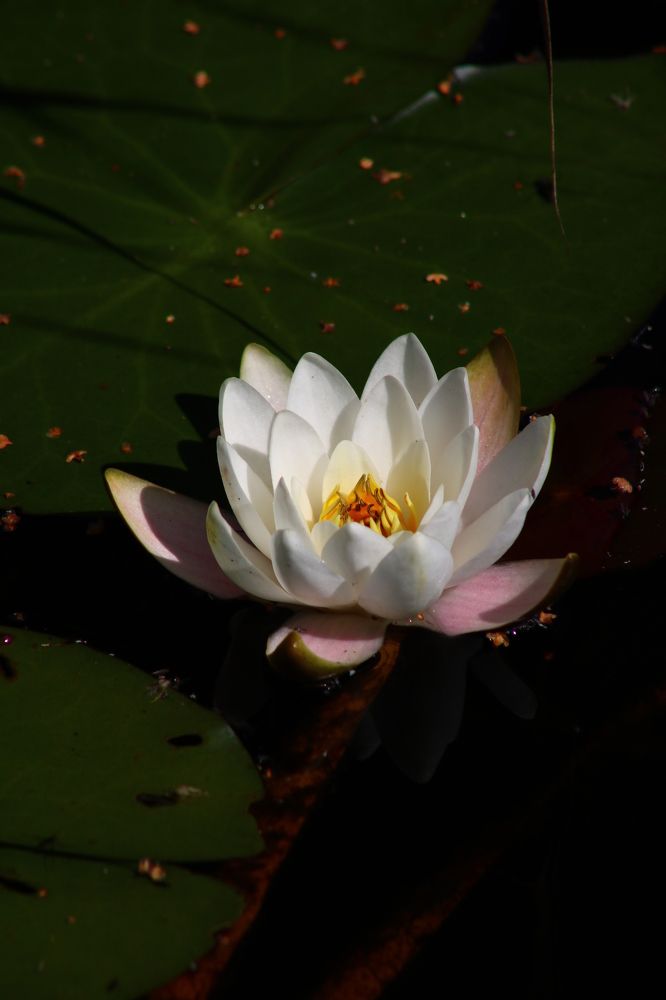 Photograph by Светлана Шуткова