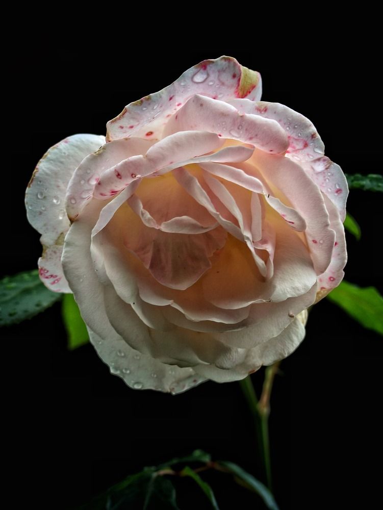 Photograph by Julia Moser