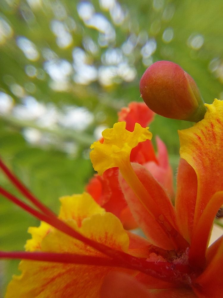 Photograph by CRINALDO REIS