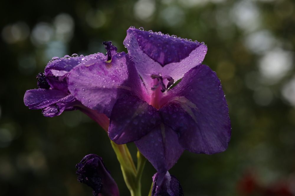 Фотография автора Мария Стратан