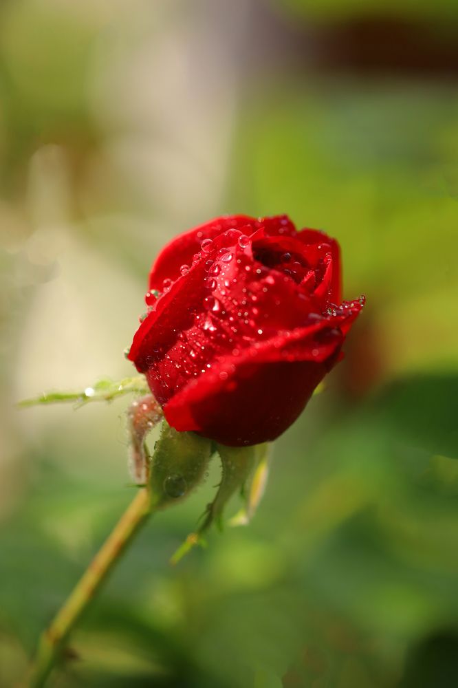 Фотография автора Мария Стратан