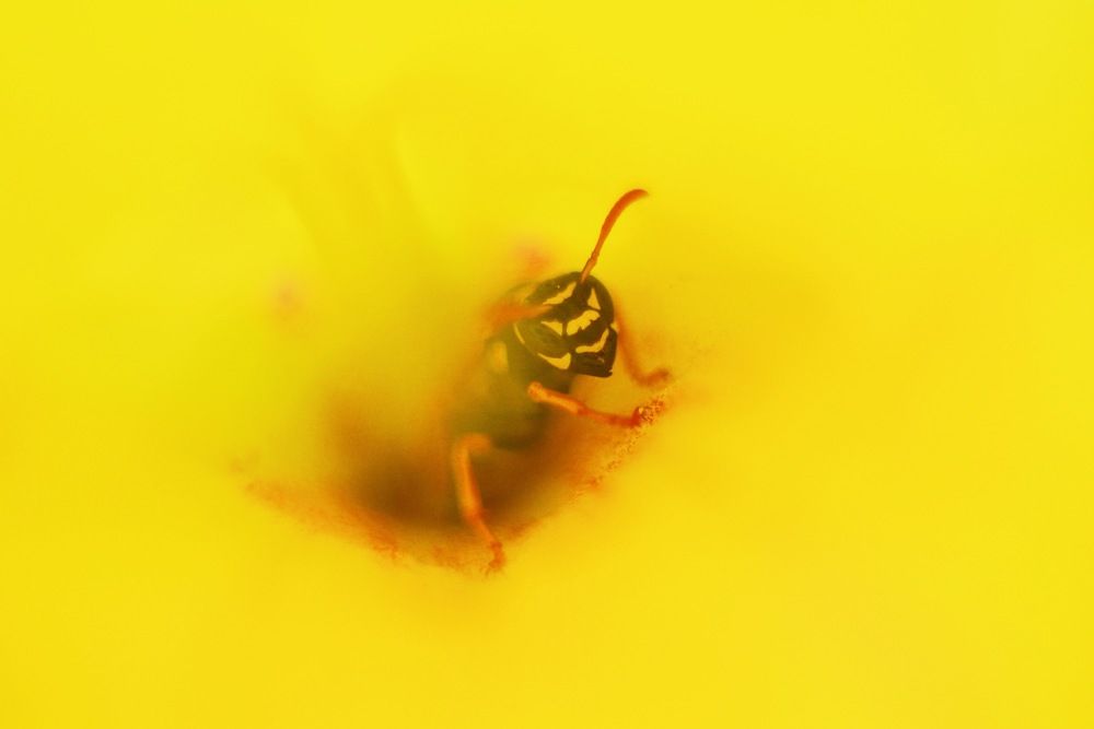 Photograph by Natalia Novkis