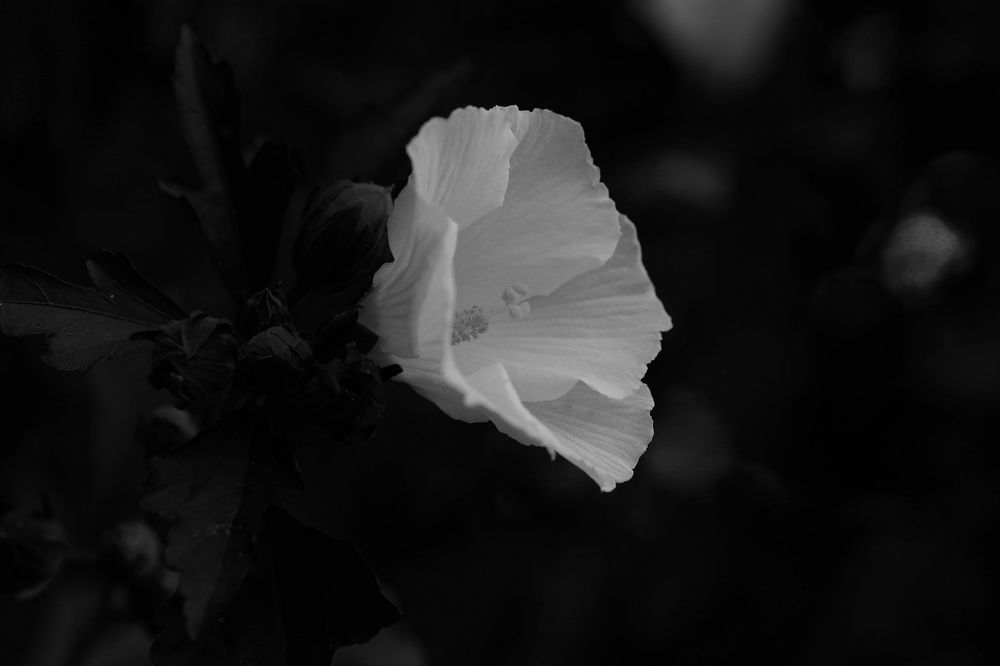 Фотография автора Мария Стратан