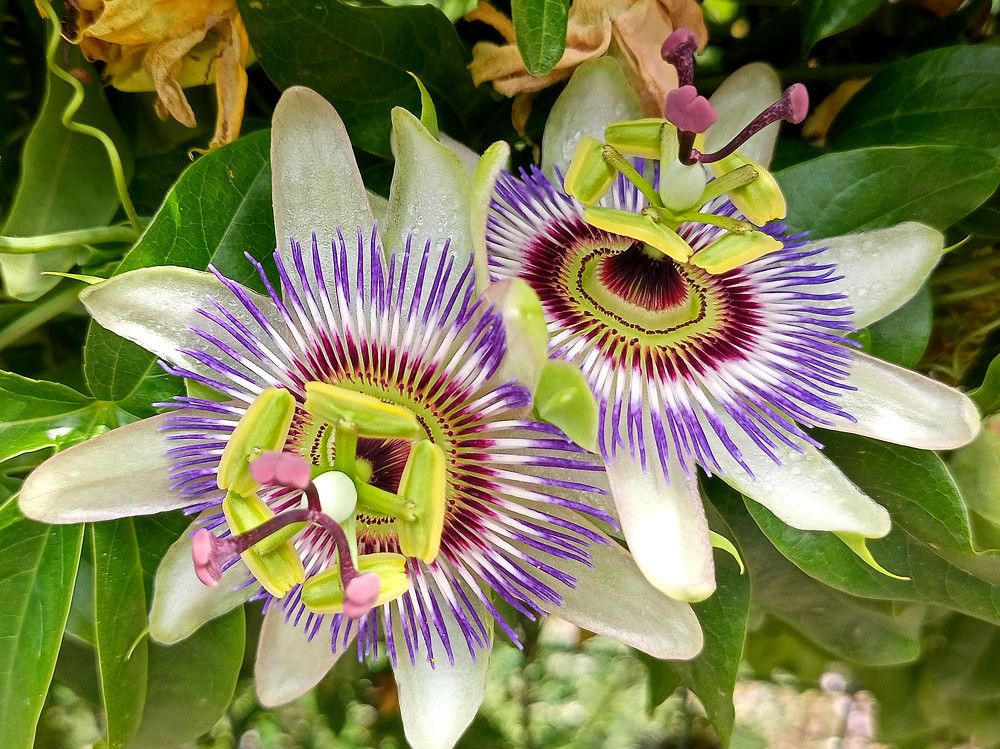 Пассифлора