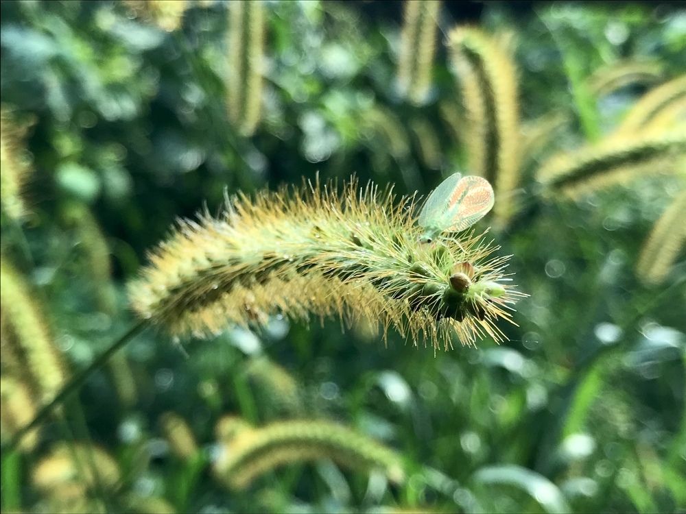 Этюд с мотыльком