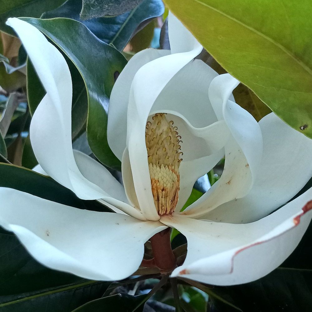 Магнолия цветет