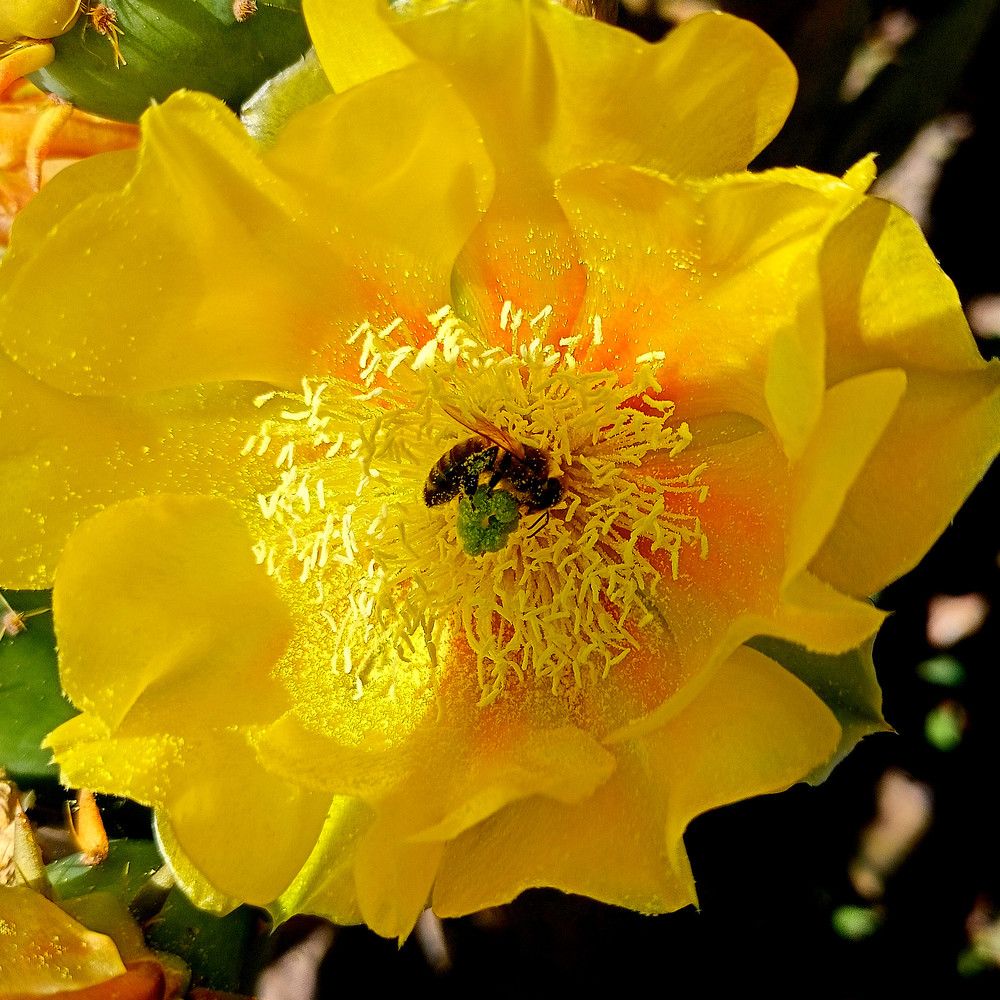 Цветок опунции