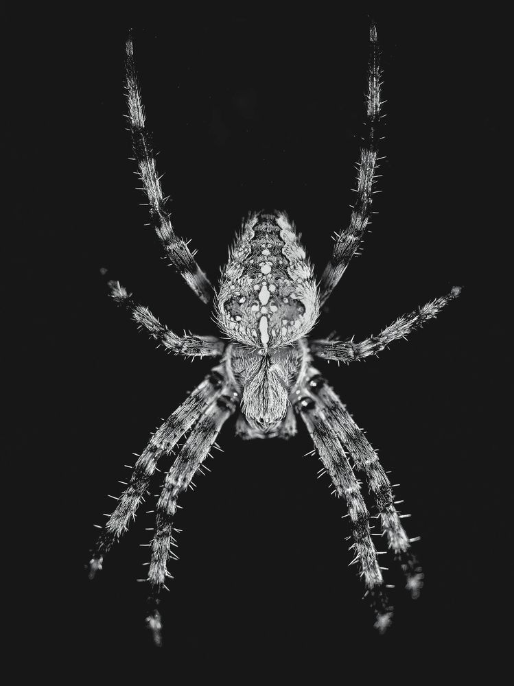 Photograph by Alessandro Moser