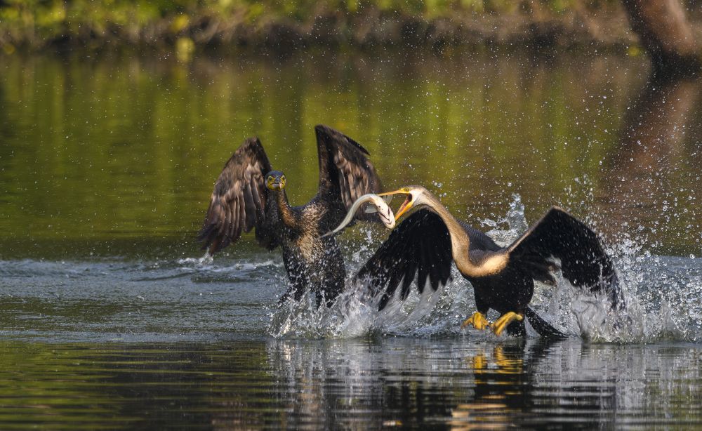 Cormorant & Darter