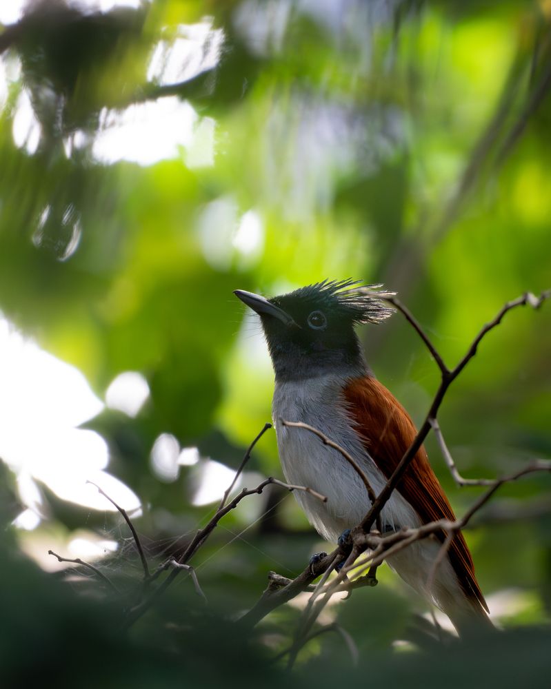 Photograph by Deepu Babu Cherian