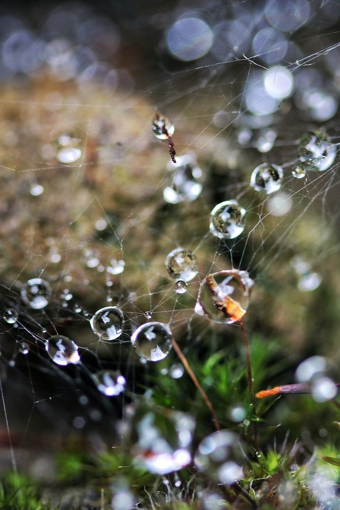 Photograph by Alessandro Moser