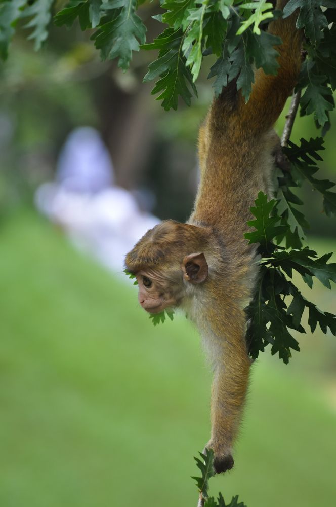 Photograph by Kalindu Ranawaka