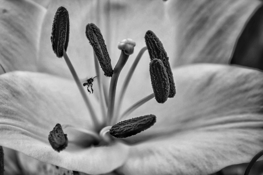 Photograph by Jaspreet Singh