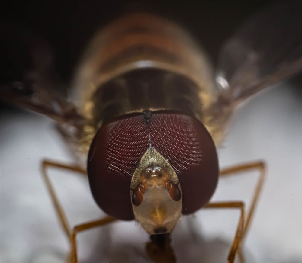 Photograph by Елена Шарапова