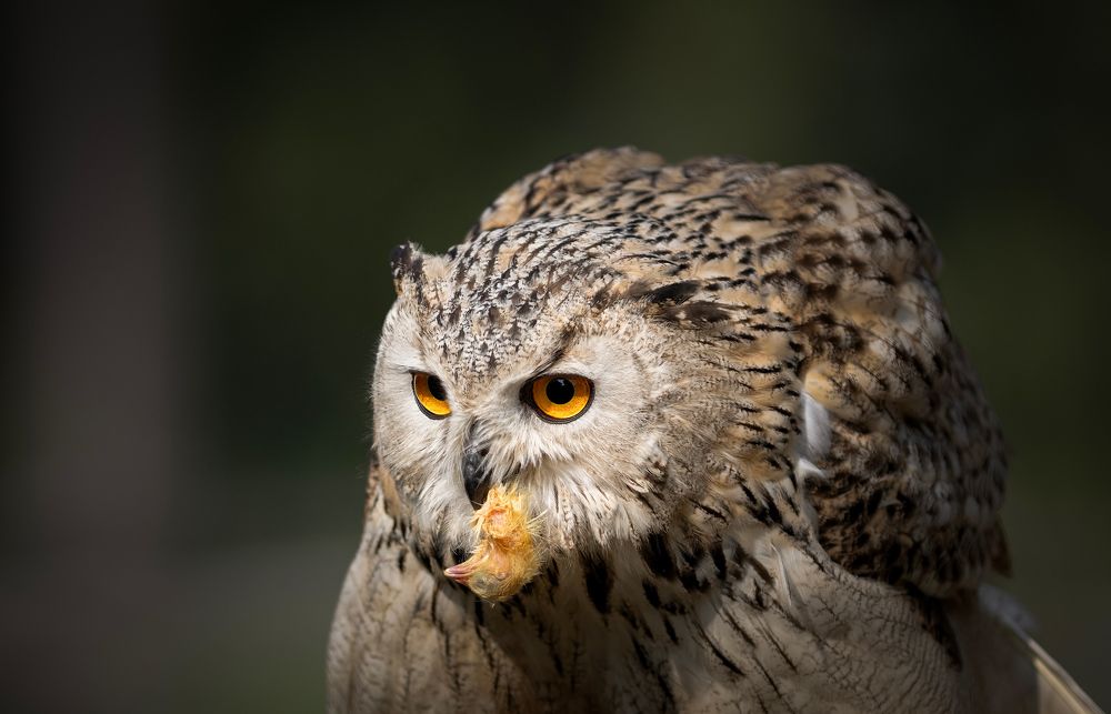 Фотография автора Simone Iaria