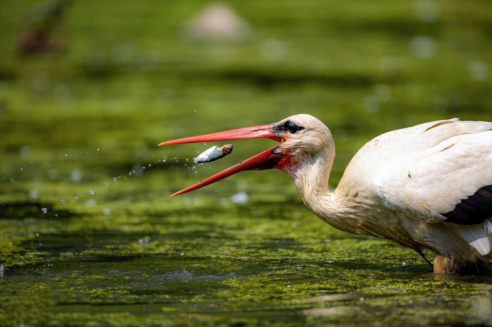 Фотография автора Simone Iaria