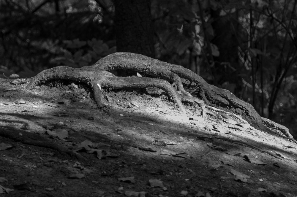 Photograph by Liliana Negoi