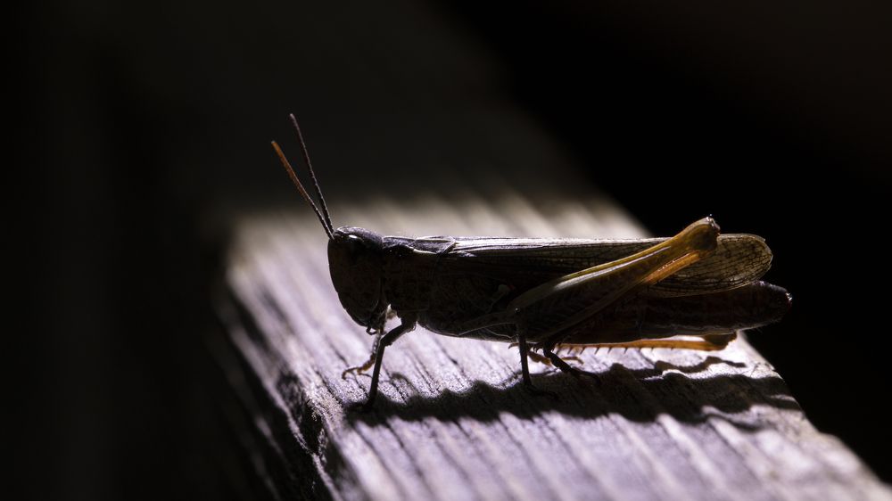 Photograph by Игорь Разенков