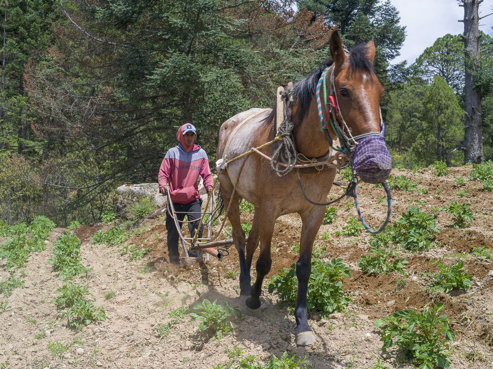 Photograph by Armando López-Guerrero