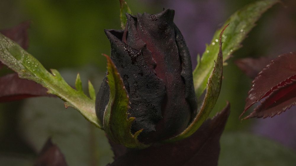 Photograph by Игорь Разенков