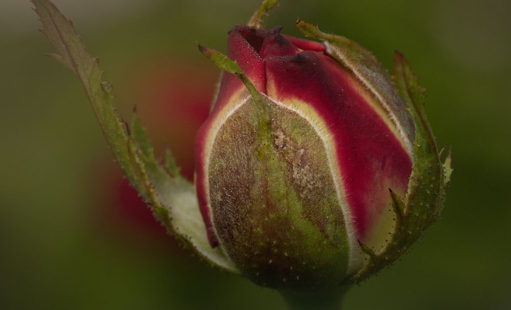 Photograph by Игорь Разенков