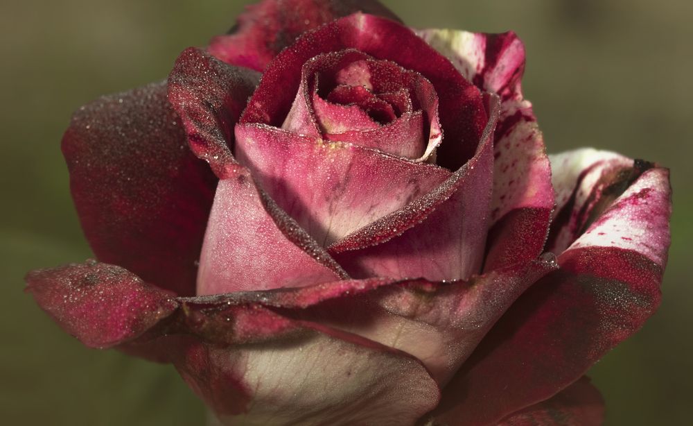 Photograph by Игорь Разенков