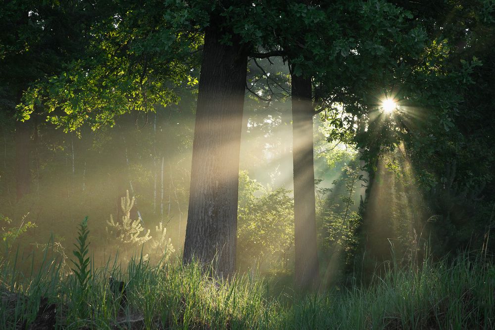 Утро в дубовой роще