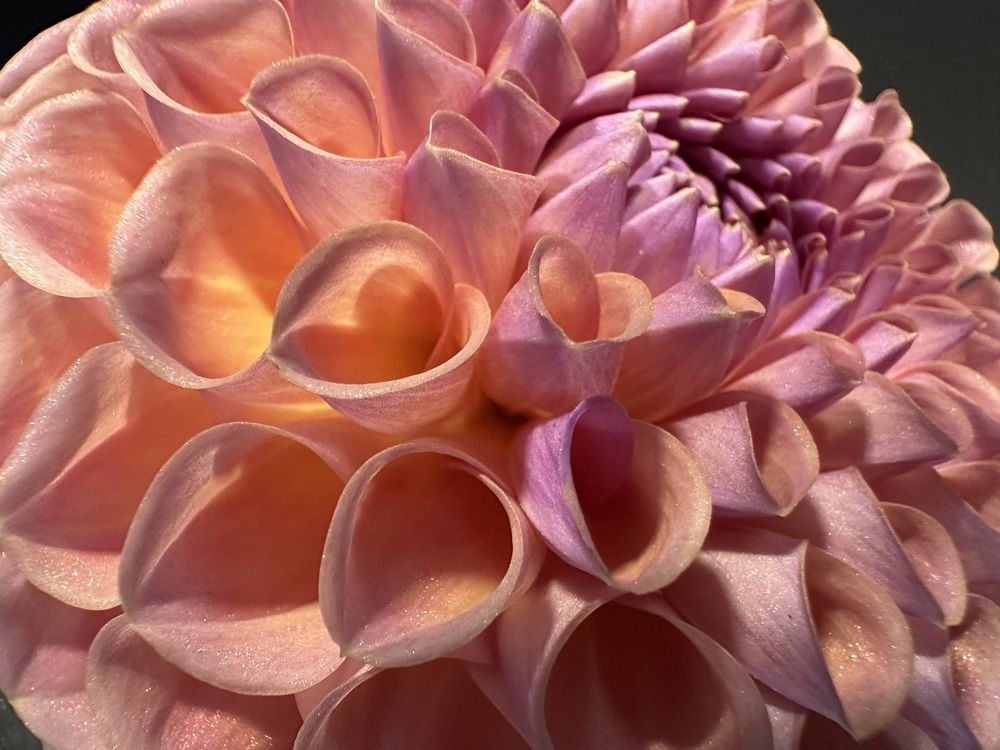 Photograph by Svetlana Rashidova