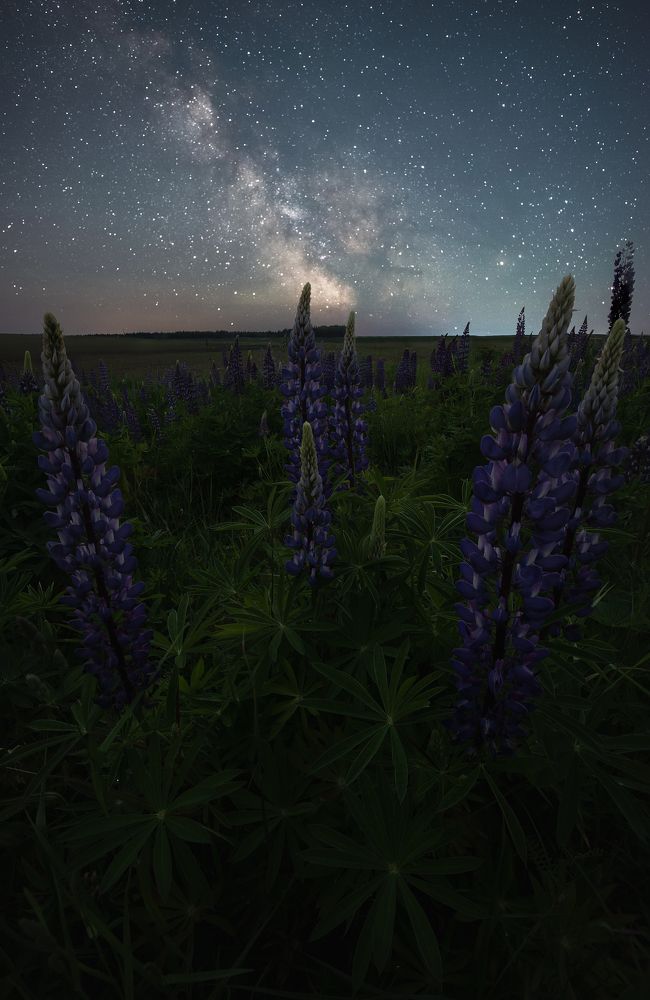 Звёздной ночью в поле