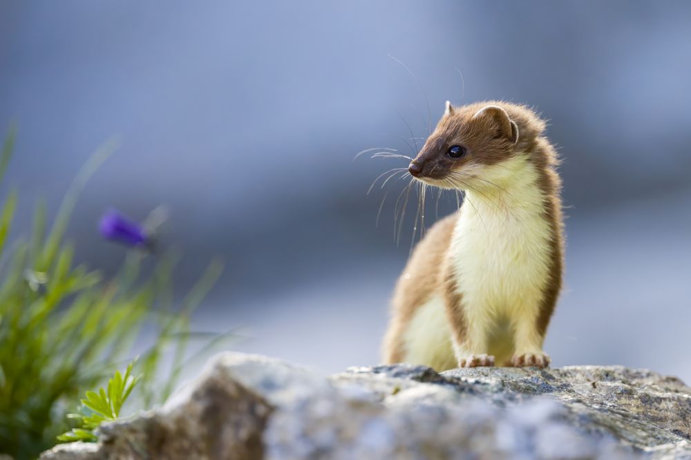 Photograph by Marco Rondi