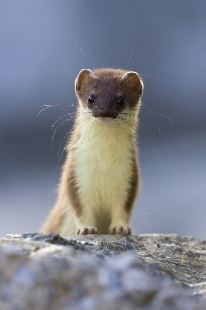 Photograph by Marco Rondi