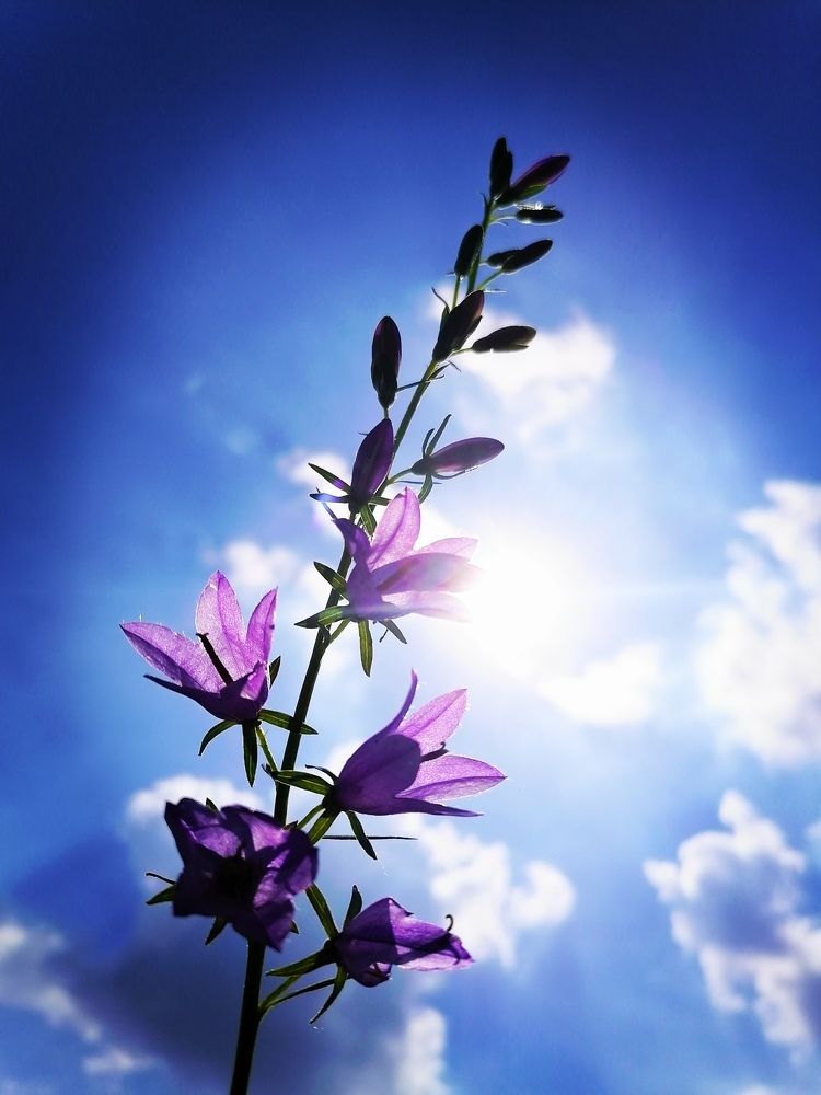 Мой сад - это сказочный мир!